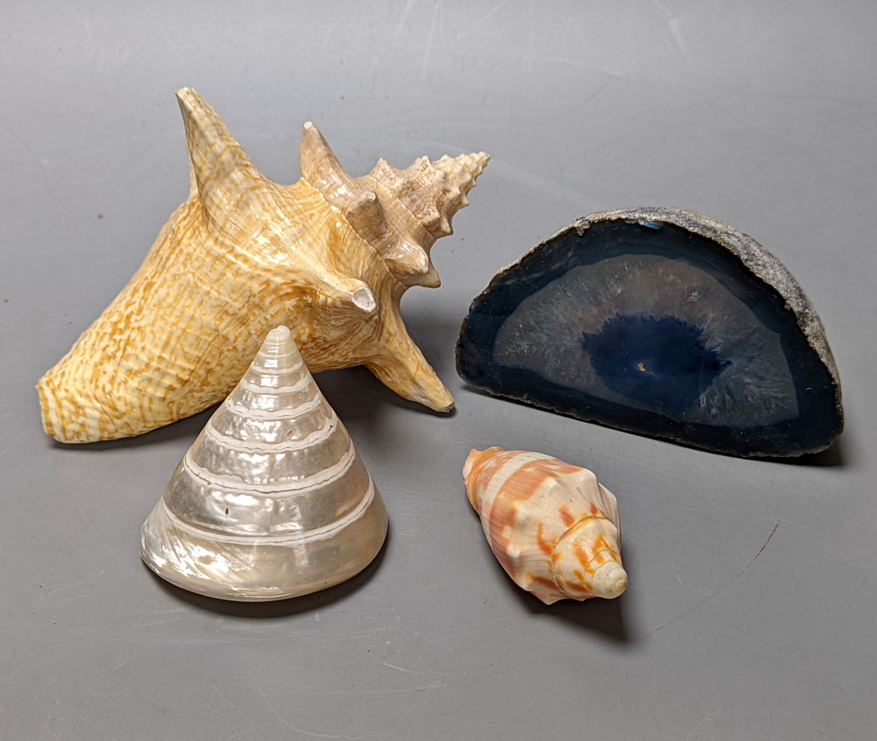 A quantity of various sea shells and fossils etc.